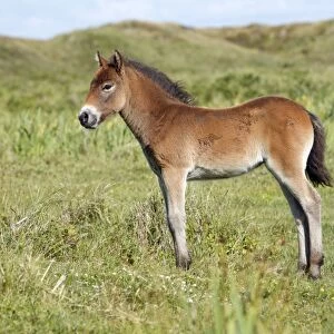 Exmoor Pony - foal resting, De Bollekamer sand dune NP, Island of Texel, Holland
