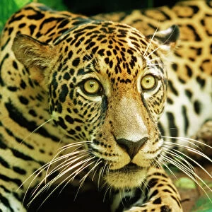 Jaguar WAT 7242 Panthera onca © M. Watson / ardea. com