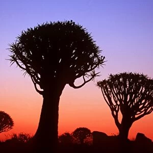 Kokerboom / Quiver / Aloe Tree - forest after sunset