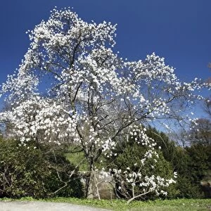 Magnolia Tree - blossom in springtime - Hessen - Germany