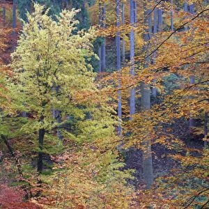 Mixed Forest - autumn - Lower Saxony - Germany