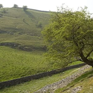 Old hawthorn tree in Millersdale, Peak District National Park; Derbyshire