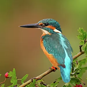 Kingfishers Related Images
