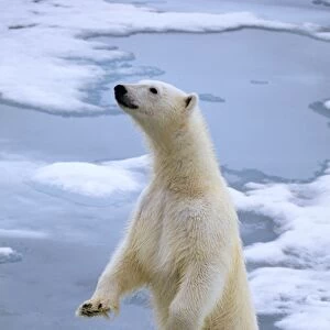 Polar Bear On ice