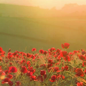 Poppies in cereal crop, sun haze/flare - backlit