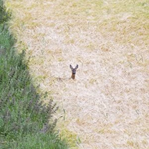 Roe Deer - in Cereal Crop - UK