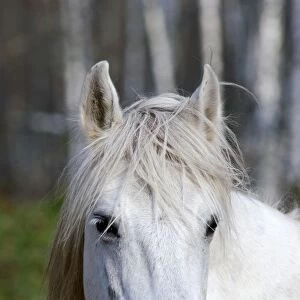 Working Horse - Okskii Wildlife Reserve - near Ryazan - central Russia - autumn - September Ok39. 1525