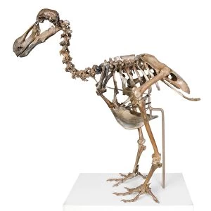 Dodo skeleton C016 / 5550