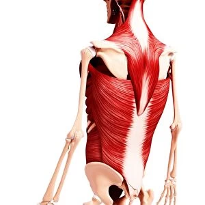 Human musculature, artwork F007 / 4829