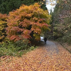 Autumn leaves along the old Nakasendo highway, Magome, Kiso Valley Nakasendo, Central Honshu