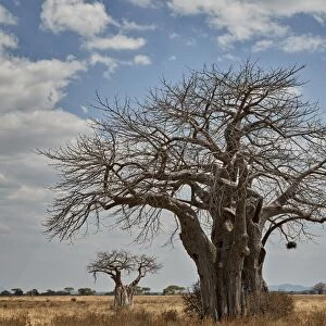 Baobab tree, Ruaha National Park, Tanzania, East Africa, Africa