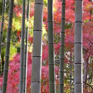 Colourful maples in autumn colours viewed from a bamboo grove