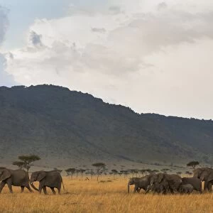 Elephant herd (Loxodonta africana), Masai Mara National Reserve, Kenya, East Africa, Africa