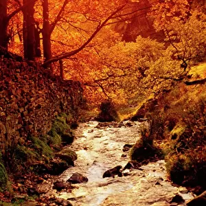 Fall foliage and running stream, Grindsbrook Edale, Peak District, Derbyshire