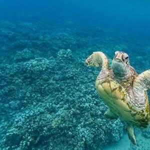 Green sea turtle (Chelonia mydas) underwater, Maui, Hawaii, United States of America, Pacific