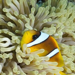 Red sea anemone fish (Amphiprion bicinctus) and magnificent anemone, (Heteractis magnifica), Ras Mohammed National Park, off Sharm el-Sheikh, Sinai, Red Sea, Egypt, North Africa, Africa
