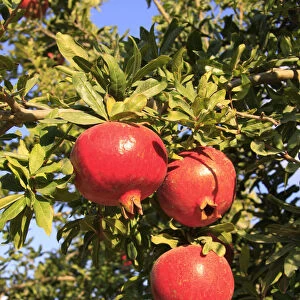 Israel, Shephelah, Pomegranate tree (Punica granatum) in Moshav Lachish