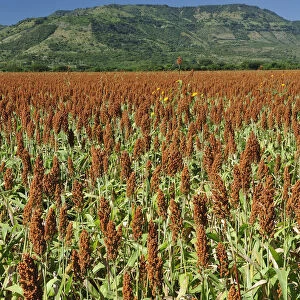 Millet field, Nicaragua, Central America