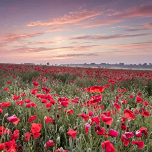 Poppies, The Cotswolds, England, UK