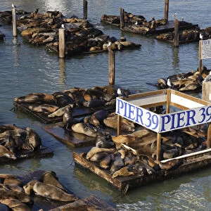 USA, California, San Francisco, Fishermans Wharf, Pier 39, Sea Lions