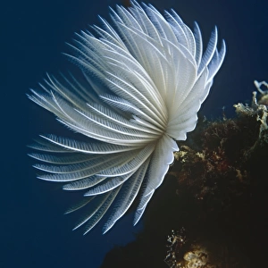 Featherduster Worm (Sabellastarte sanctijosephi), beautiful fan at full stretch with dark blue background