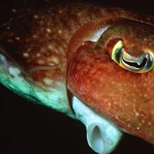 Reef cutlefish portrait, night, Sepia sp. Madang, Papua New Guinea (Solomon Sea)