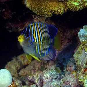 Regal angelfish, Pygoplites diacanthus, Namu atoll, Marshall Islands (N. Pacific)