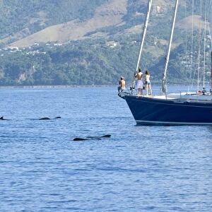 Short finned pilot whale (globicephala macrorhynchus). A passing yacht stops to watch a group of pilot whales. Eastern