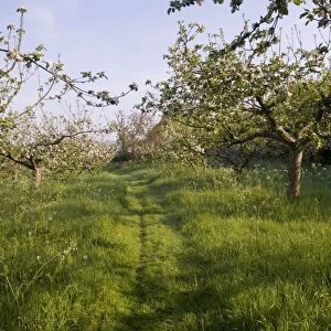 Kentish Orchard in May managed for wildlife Bough Beech Kent