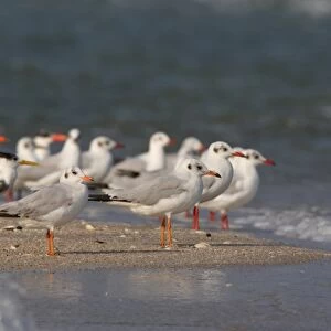 Brown-headed Gull (Larus brunnicephalus) two immatures, first winter plumage, standing with adults and terns on sandy spit, Thailand, february