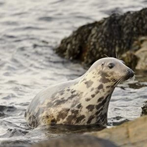 Grey Seal (Halichoerus grypus) adult female, amongst rocks in sea, Duncansby Head, Caithness, Scotland, November