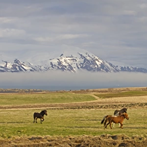 Horse, Icelandic Pony, herd trotting on coastal pasture, near Husavik, Iceland, May