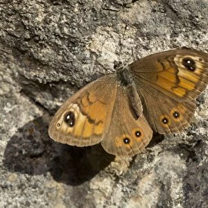 Large Wall Brown (Lasiommata maera) adult male, basking on warm rockface, French Alps, France, September