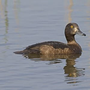 Tufted Duck (Aythya fuligula) adult female, swimming, Cley Marshes Reserve, Cley-next-the-sea, Norfolk, England, May