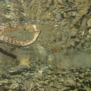 Viperine Snake (Natrix maura) adult, swimming, from below water, Italy, August