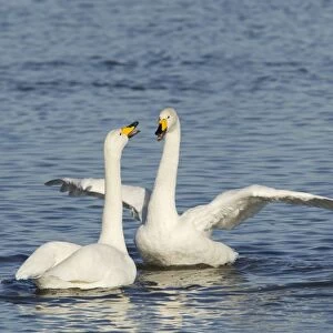 Whooper Swan (Cygnus cygnus) adult pair, displaying on water, Ouse Washes, Norfolk, England, february