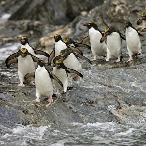 Antarctica, South Georgia, Royal Bay. Macaroni Penguins prepare to enter water. Credit as