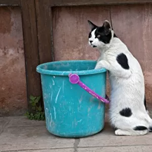 Cat and bucket, Chania, Crete, Greece