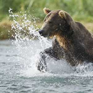 North America, USA, Alaska, Geographic Harbor, Katmai National Park, Brown Bear aka Grizzly Bear