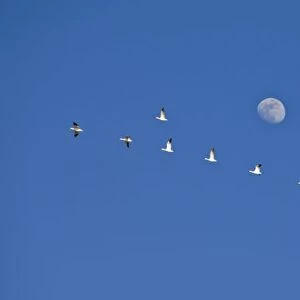 Snow geese and Canadian geese take flight at Freezeout Lake NWR on the Rocky Mountain