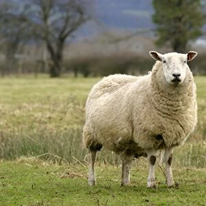 UK, England. Cotswold Sheep Portrait