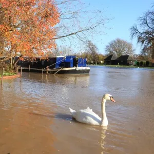 Autumn swan Autumn swan