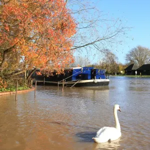 Autumn Swan Print on River Stratford upon Avon Autumn Swan Print on River Stratford upon Avon