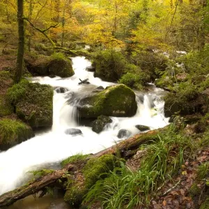 Autumn Water Falls Print, Kennall Vale Nature Reserve Autumn Water Falls Print, Kennall Vale Nature Reserve