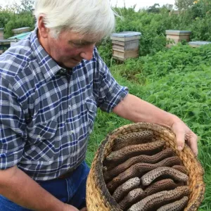 Ruches en forme de skep. Ruches en forme de skep.