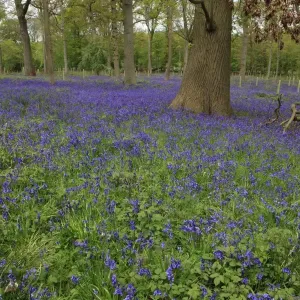 Bluebells Print: Spring Bloom in Warwickshire Woodland Bluebells Print: Spring Bloom in Warwickshire Woodland