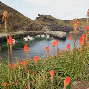Boscastle Harbour Print Boscastle Harbour Print