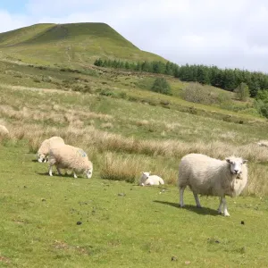 Brecon Beacons Spring Landscape Print