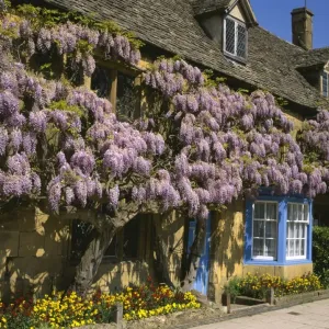 Broadway Wisteria Cottage Print Broadway Wisteria Cottage Print