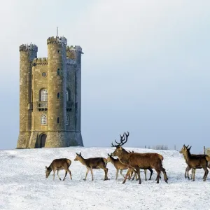 Broadway Tower Print: A Cotswold Landscape with Deer Broadway Tower Print: A Cotswold Landscape with Deer
